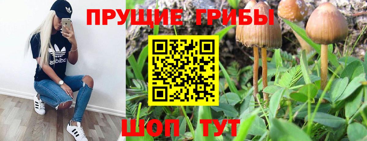 Россия  Псилоцибиновые грибы Psilocybine cubensis  Вход с VPN 